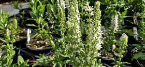 Salvia ‘Merleau White’