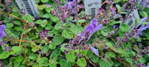Scutellaria ‘Royal Velvet’