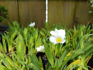 Sisyrinchium alba