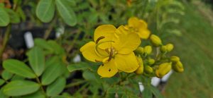 Senna multiglandulosa