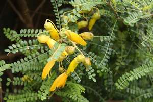 Products: Sophora ‘Dragons Gold’