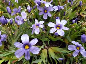 Products: Sisyrinchium Bermudianum