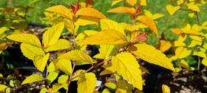 Spiraea ‘Gold Flame’