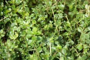 Thymus Pizza