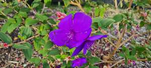 Tibouchina ‘Carol Lynn’