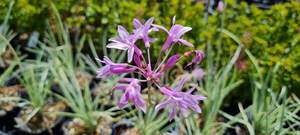 Tulbaghia Tricolour