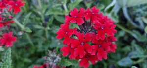 Verbena ‘Red Hot’