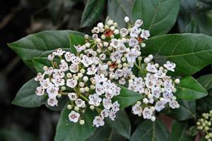 Viburnum tinus ‘Eve Price’