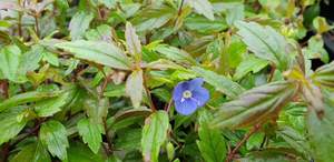 Veronica ‘Oxford Blue’