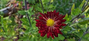 Chrysanthemum ‘Red Flare’