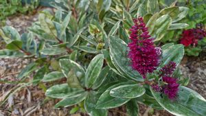 Hebe ‘Tricolor’