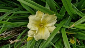Products: Hemerocallis ‘Stella Bella’