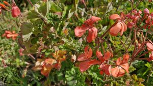 Pelargonium stellar ‘Apricot’