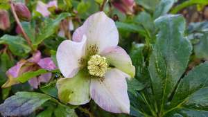 Helleborus English Thoroughbred series