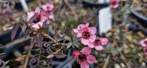 Leptospermum ‘Wiri Shelley’