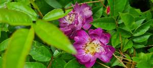 Rosa ‘Veilchenblau’