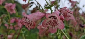 Penstemon ‘Hidcote Pink’