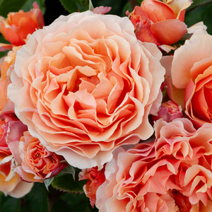 Products: A GARDENER'S DREAM - My Rose Collection