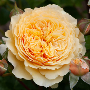 Products: HOKEY POKEY - My Rose Collection