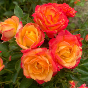 LITTLE SUNSET - Kordes Rose Selection