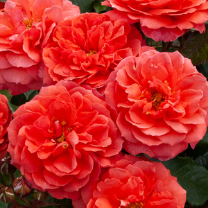 Products: MY GRANDAD - My Rose Collection