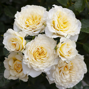 Products: Lucky charm