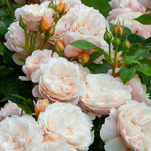 A MOMENT IN TIME - My Rose Collection