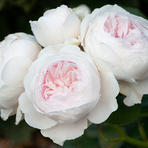 EARTH ANGEL - Kordes Rose Selection