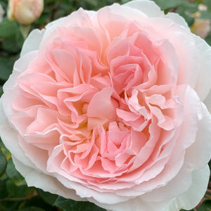 FAIRYTALE MAGIC - Kordes Rose Selection