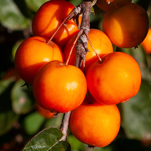 Products: TOM'S ORANGE - Crabapple