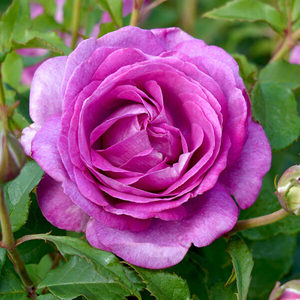 Products: ADORABLE - Kordes Rose Selection