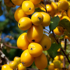 Products: AUTUMN GOLD - Crabapple