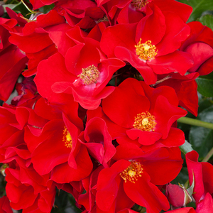 Products: REBEL SPIRIT - Kordes Rose Selection