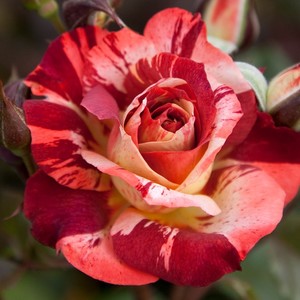 Products: Thunderstruck