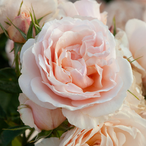 Products: Pure & Simple