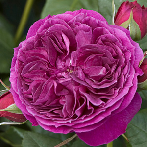 Products: Purplelicious