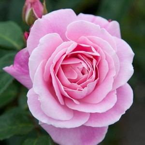 Products: Wise woman