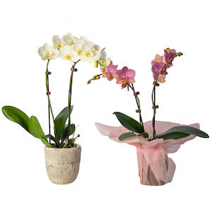 Plants: Phalaenopsis Orchid