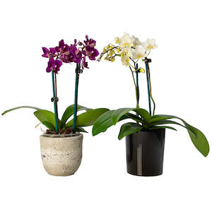 Mini Phalaenopsis Orchid