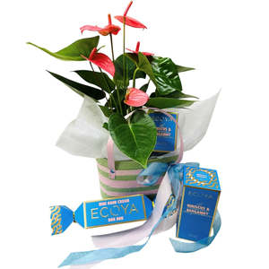 Gift Baskets: Pink Anthurium Gift Bag