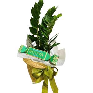Plants: ZZ & ECOYA