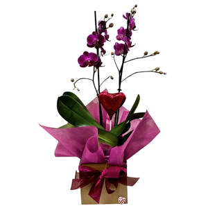 Plants: Valentine's Orchid & Chocolate