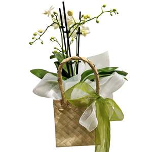 Plants: Mini Orchid in Kete