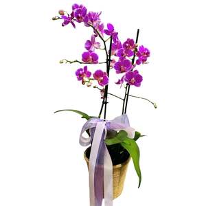 Midi Orchid