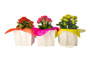 Kalanchoe Plant