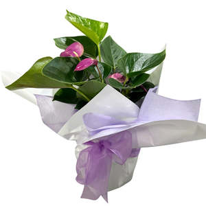 Plants: Baby Purple Anthurium Plant
