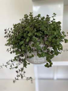 Best Sellers: Callisia Repens (bubbles)