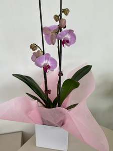 Birthday: Pink Phalaenopsis Orchid