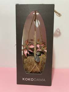 Birthday: Kokodama hanging plant pink Fittonia