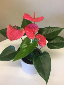 Get Well: Anthurium plant